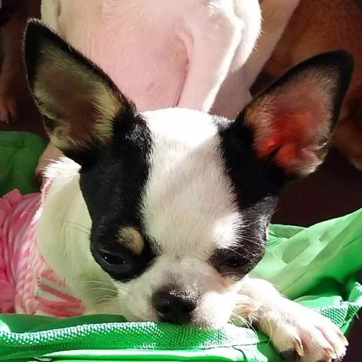Lily rose omnivarus shad
