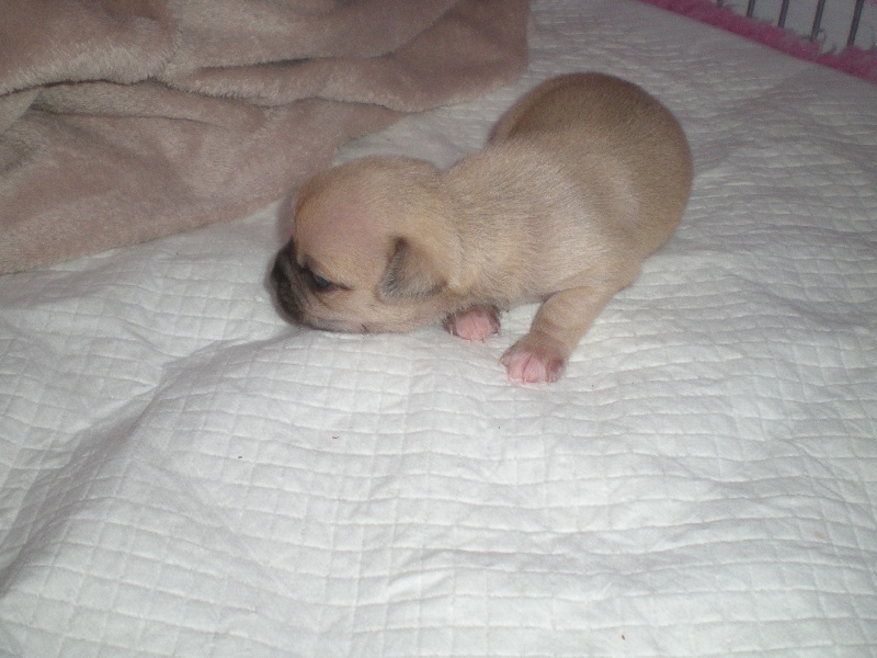 bébés ginger