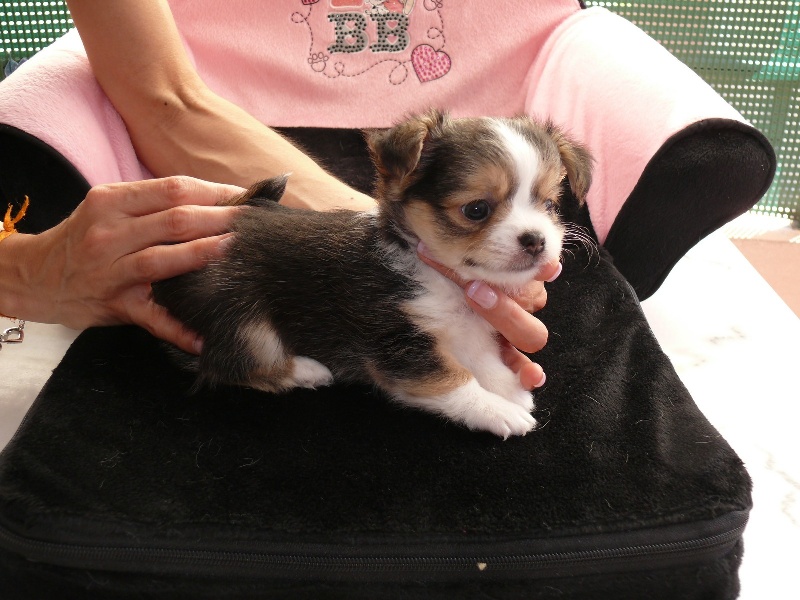 Bébés de Fleur