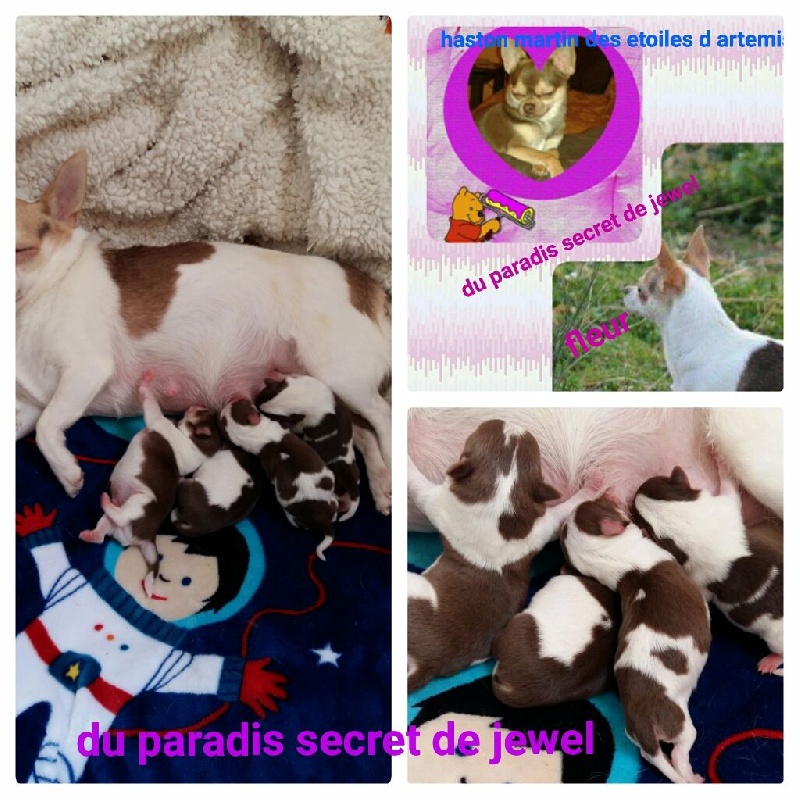 du Paradis Secret de Jewel - Chihuahua - Portée née le 18/01/2017