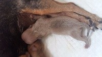 CHIOT NILOW