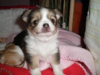 HARPER