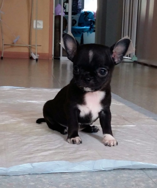 du Paradis Secret de Jewel - Chihuahua - Portée née le 08/07/2016